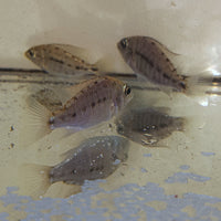 Tangerine Tiger Peacock Cichlid (Females) ( Protomelas Fenestrus)