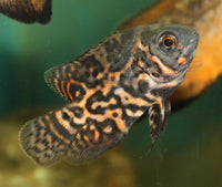 Oscar, Tiger (Astronotus ocellatus)