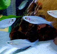 Turquoise Rainbowfish (Melanotaenia lacustris)