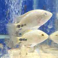 "Synspilum" Cichlid (Vieja melanura)