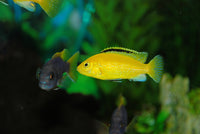 Yellow Lab - (Labidochromis caeruleus)