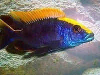 Lithobates Cichlid   (Otopharynx lithobates)