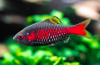 Odessa Barbs (Pethia padamya) -  1-1/4" to 1-1/2"