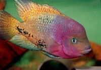 "Synspilum" Cichlid (Vieja melanura)