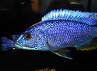 Electric Blue Ahli Cichlids  1"-2""