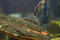 Zebra Loach - (Botia striata) 2" to 2-1/2"