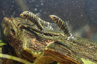 Zebra Loach - (Botia striata) 2" to 2-1/2"
