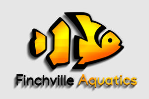 Welcome to Finchville Aquatics!
