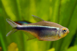 Black Neon Tetra (Hyphessobrycon herbertaxelrodi)