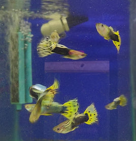Yellow & Black Leopard Guppy Males- (Poecilia Reticulata)