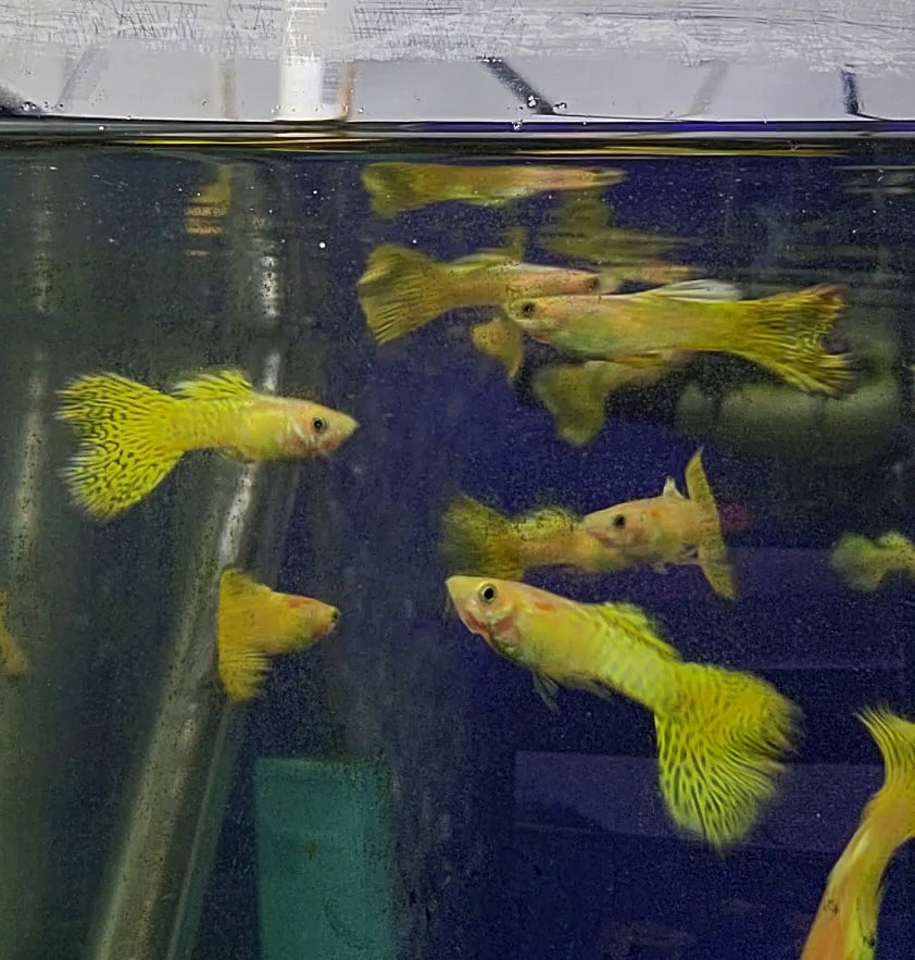 Gold Cobra Delta Guppy Male (Poecilia Reticulata) Finchville Aquatics