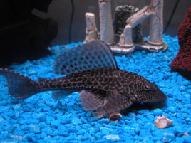 Pleco 5"-6"  Hypostomus  L-109