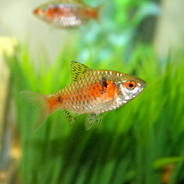 Odessa Barbs (Pethia padamya) -  1-1/4" to 1-1/2"
