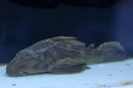 Pleco 5"-6" Hypostomus borellii