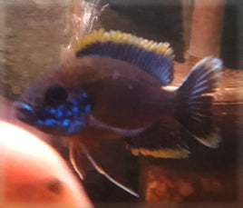 Lawanda Peacock Cichlids (Large) (Aulonocara Sp. var.)
