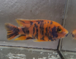 OB Peacock Cichlids (1-3/4" to 2-1/2")  (Aulonocara Sp. var.)