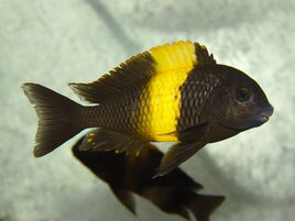 Tropheus Bemba