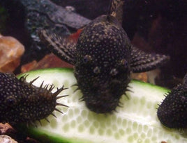 Bristlenose Pleco L144 Florida (size 1")