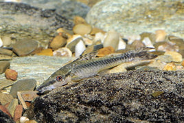 Giant Otocinclus  (Hypoptopoma gulare)