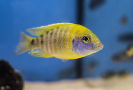 Yellow Peacock Cichlid - (Aulonocara baenschi)