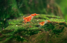 Orange Rili Shrimp (Neocaridina Davidi)