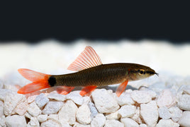 Rainbow Shark (Epalzeorhynchos frenatum)