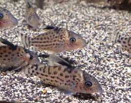 Agassizi Cory Catfish (Spotted Cory)