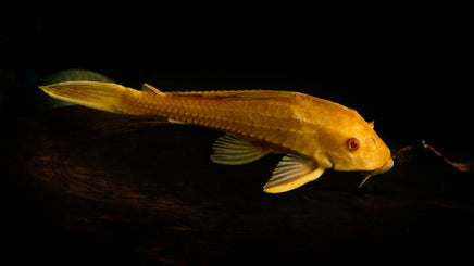 Albino Bristlenose Pleco, Plecostomus