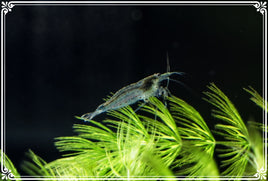Amano Shrimp (Cardinia Multidentata) Algae Eating Shrimp