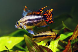 Apistogramma Cacatouides Cichlid (Apistogramma cacatuoides)