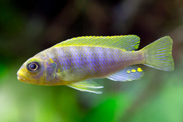 Aurora Likoma Zebra Cichlid - (Metriaclima aurora 'Likoma')