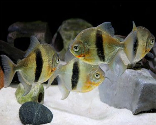 blue hook silver dollar fish Silver Dollar Black-Barred Myleus 3"| Finchville Aquatics
