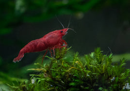 Bloody Mary Shrimp (Neocaridina Davidi)
