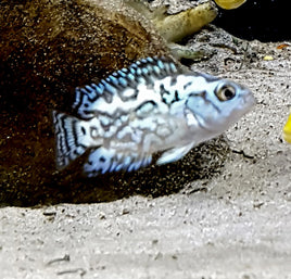 Electric Blue Jack Dempsey 1-1/4"