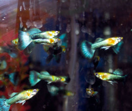 Blue Diamond Guppy Males- (Poecilia Reticulata)