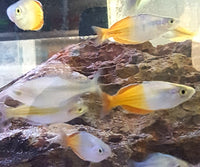 Boeseman's Rainbowfish (Melanotaenia boesemani)