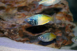 Boeseman's Rainbowfish (Melanotaenia boesemani)