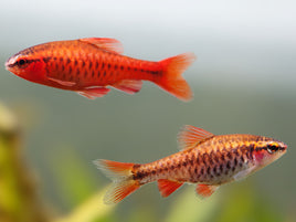Cherry Barb (Puntius titteya)