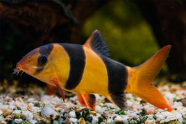 Clown Loach 2-1/2" to 3"  (Chromobotia macracanthus)