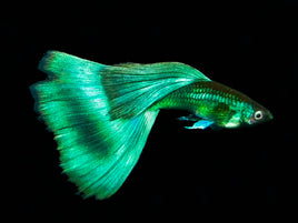 Green Moscow Guppy Male - (Poecilia Reticulata)