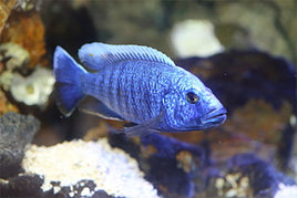 Electric Blue Ahli Cichlids  1"-2""