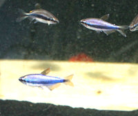 Royal Blue Tetra (Inpaichthys kerri)