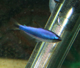 Royal Blue Tetra (Inpaichthys kerri)