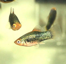 Green Tuxedo Platys (Xiphophorus variatus)