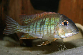 Red Head Geophagus Tapajos Cichlid (Geophagus pyrocephalus)