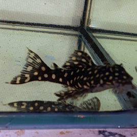 Gold Spot Hypancistrus Pleco L136
