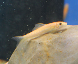 Golden Chinese Algae Eater (Gyrinocheilos aymonieri)