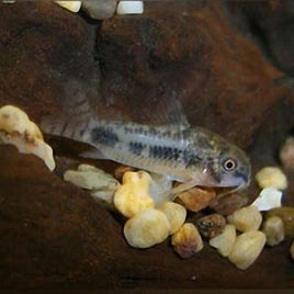 Salt & Pepper Pygmy Cory Catfish (Corydoras habrosus)