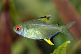 Lemon Tetra - (Hyphessobrycon pulchripinnis)