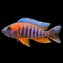 Jacobfreibergi Peacock Cichlid (Aulonocara jacobfreibergi)